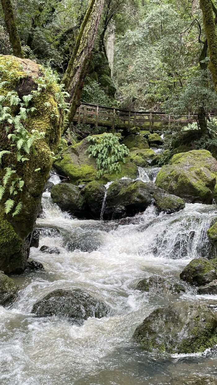 Cataract Falls | Marin | Saturday, February 1st, 2025 - Image 2