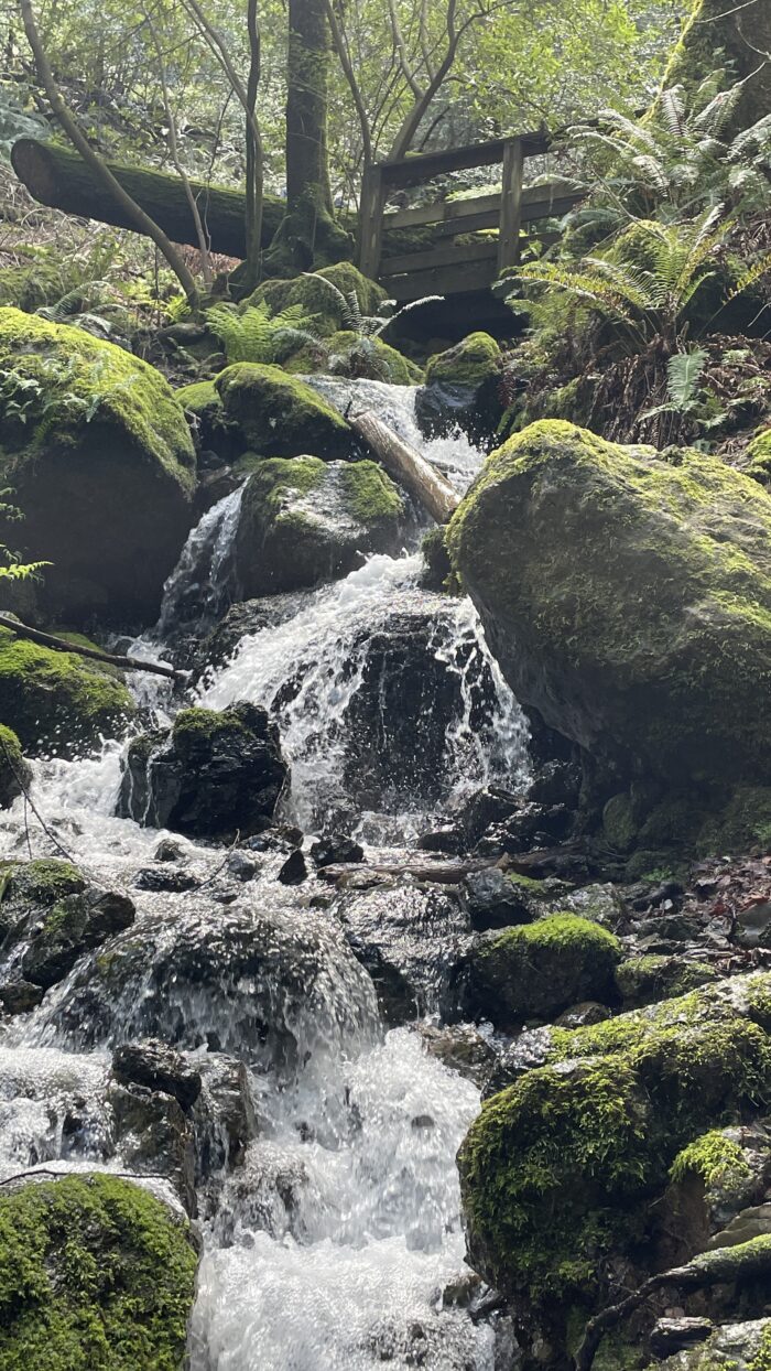 Cataract Falls | Marin | Saturday, February 1st, 2025 - Image 4