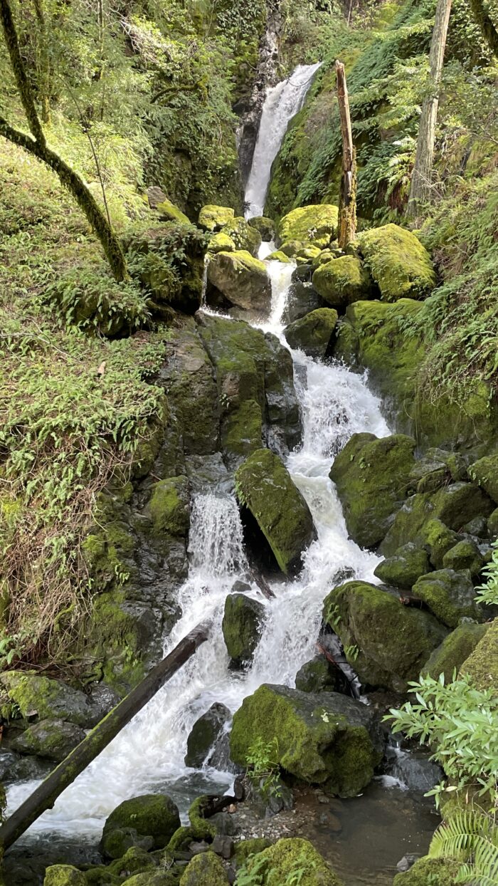 Cataract Falls | Marin | Saturday, February 1st, 2025 - Image 8