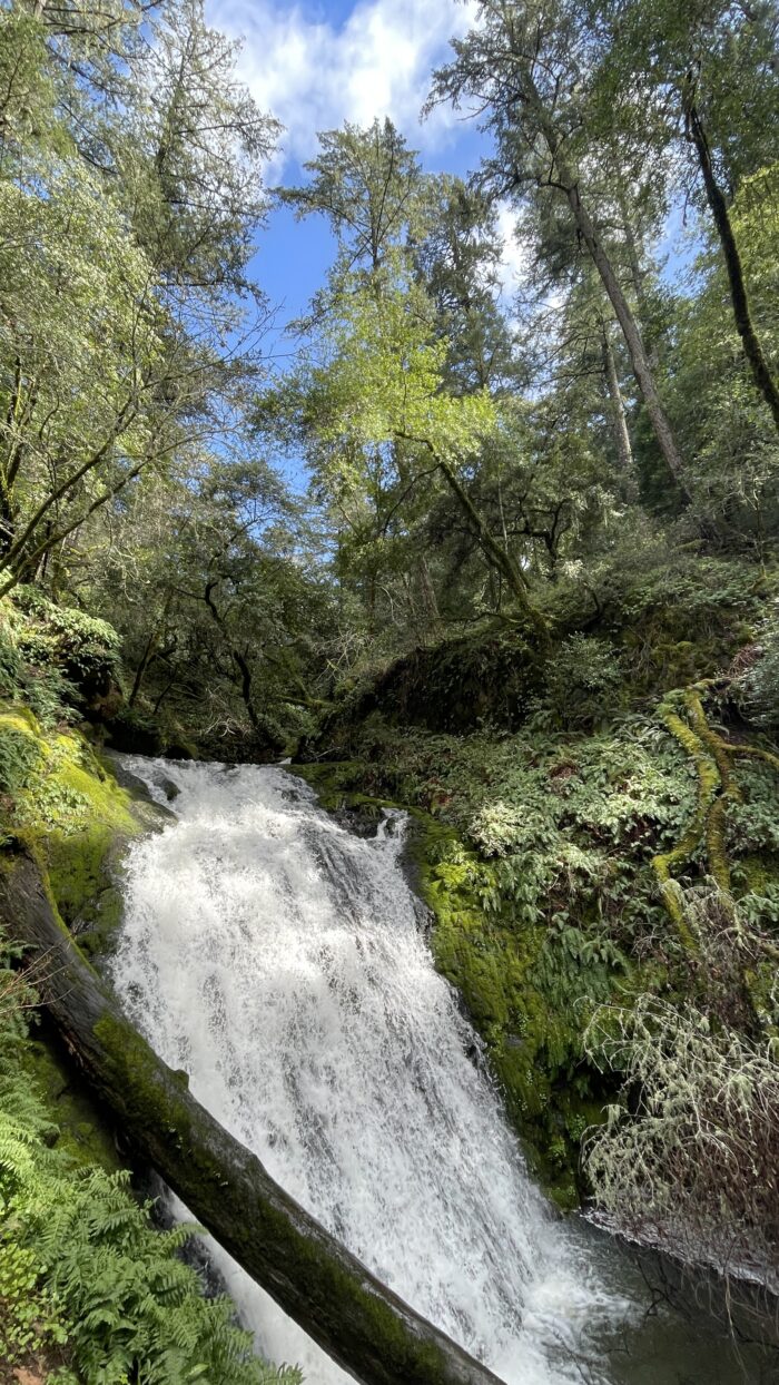 Cataract Falls | Marin | Saturday, February 1st, 2025 - Image 6