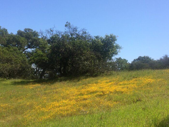 PRE-Mother's Day Celebration - Hike, Yoga, Lunch | Edgewood Park, Redwood City, CA | Saturday, May 10th - Image 3