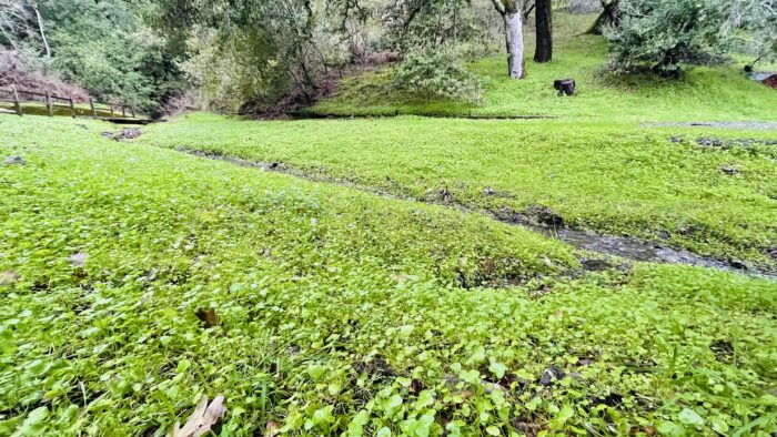 PRE-Mother's Day Celebration - Hike, Yoga, Lunch | Edgewood Park, Redwood City, CA | Saturday, May 10th - Image 6