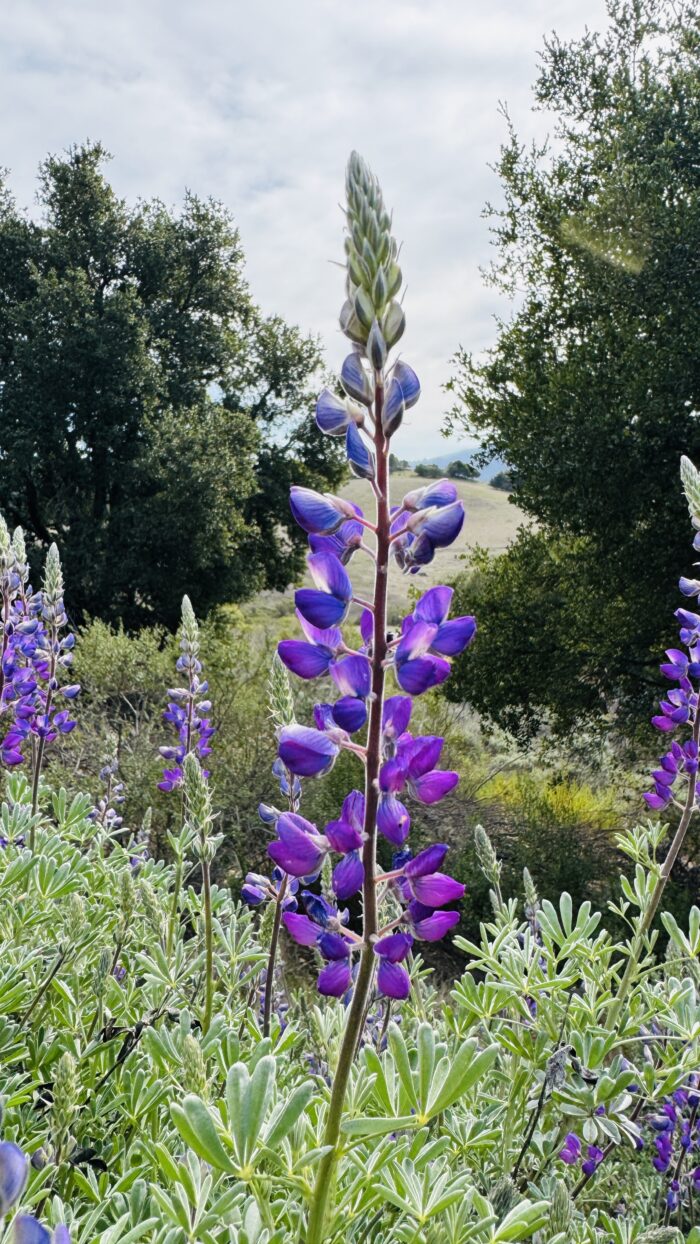 PRE-Mother's Day Celebration - Hike, Yoga, Lunch | Edgewood Park, Redwood City, CA | Saturday, May 10th - Image 8