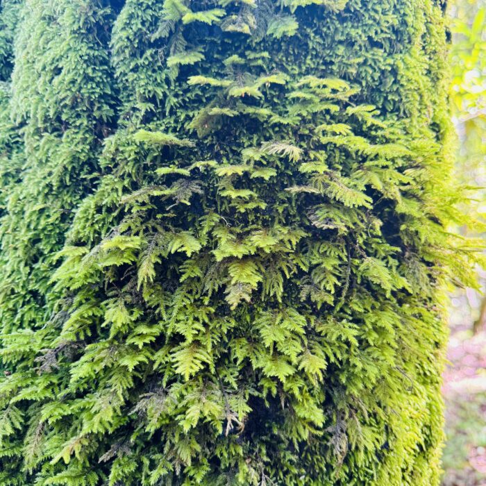 PRE-Mother's Day Celebration - Hike, Yoga, Lunch | Edgewood Park, Redwood City, CA | Saturday, May 10th - Image 9