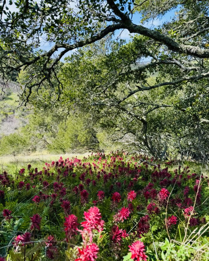 PRE-Mother's Day Celebration - Hike, Yoga, Lunch | Edgewood Park, Redwood City, CA | Saturday, May 10th - Image 10