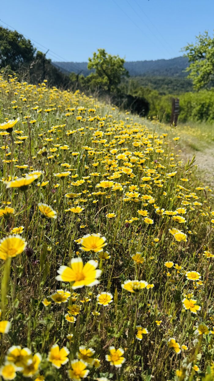 PRE-Mother's Day Celebration - Hike, Yoga, Lunch | Edgewood Park, Redwood City, CA | Saturday, May 10th - Image 15