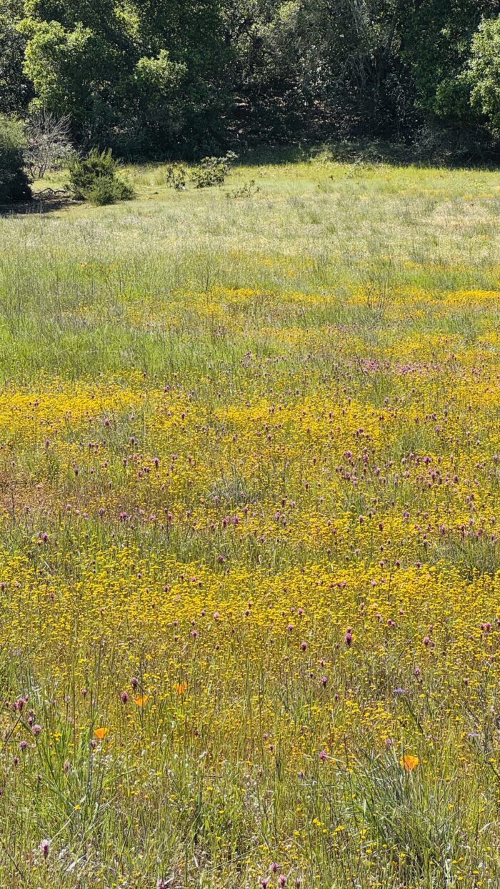 PRE-Mother's Day Celebration - Hike, Yoga, Lunch | Edgewood Park, Redwood City, CA | Saturday, May 10th - Image 14