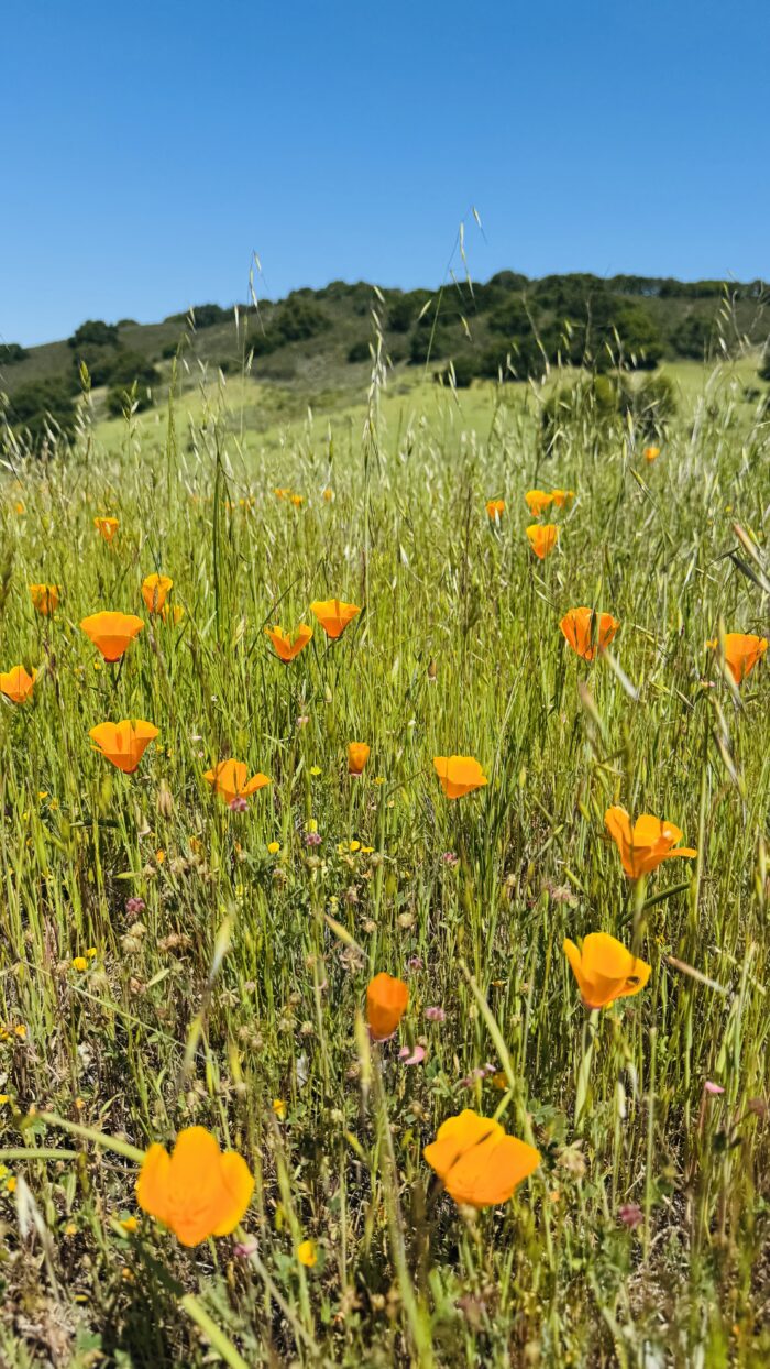 PRE-Mother's Day Celebration - Hike, Yoga, Lunch | Edgewood Park, Redwood City, CA | Saturday, May 10th - Image 18