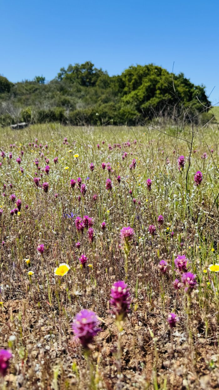 PRE-Mother's Day Celebration - Hike, Yoga, Lunch | Edgewood Park, Redwood City, CA | Saturday, May 10th - Image 17
