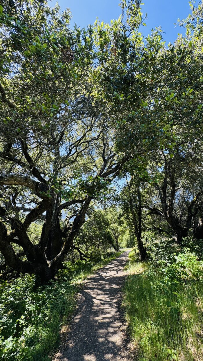 PRE-Mother's Day Celebration - Hike, Yoga, Lunch | Edgewood Park, Redwood City, CA | Saturday, May 10th - Image 16
