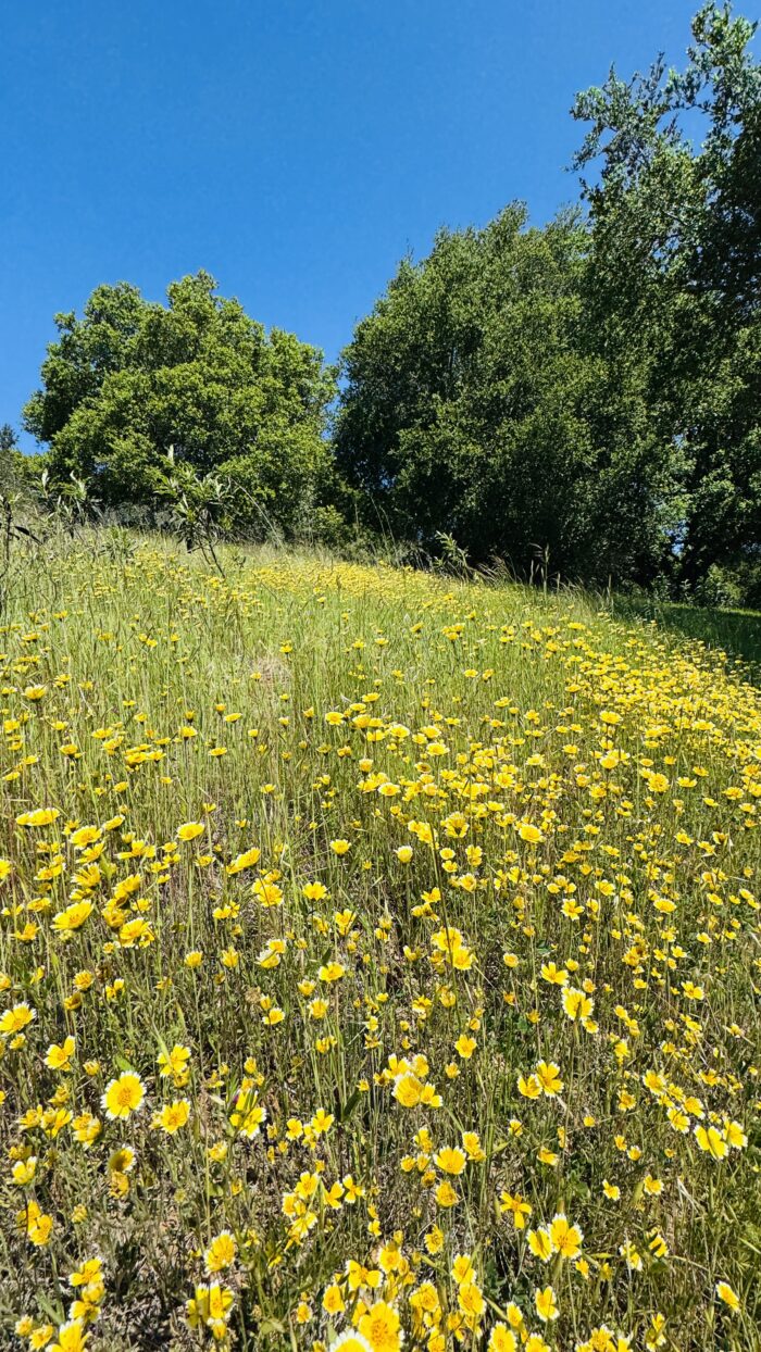 PRE-Mother's Day Celebration - Hike, Yoga, Lunch | Edgewood Park, Redwood City, CA | Saturday, May 10th - Image 19