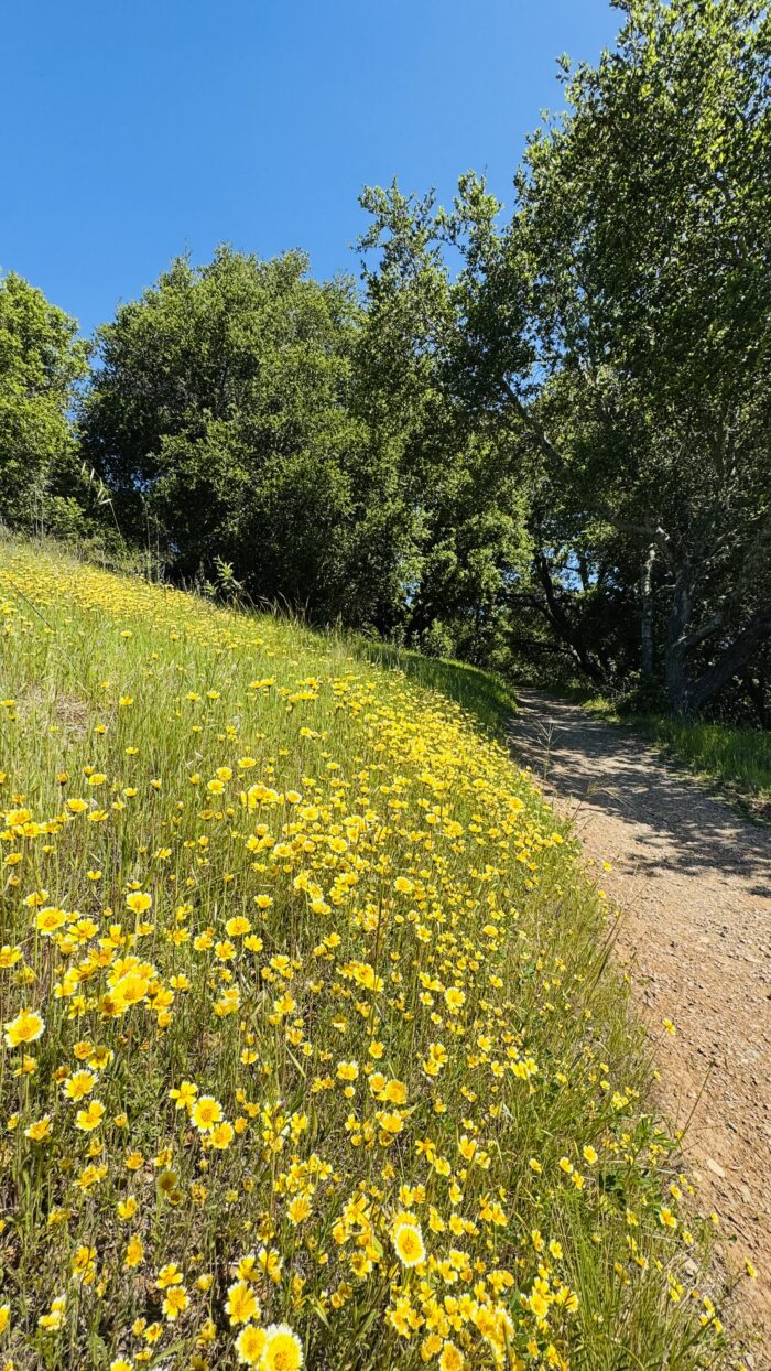 PRE-Mother's Day Celebration - Hike, Yoga, Lunch | Edgewood Park, Redwood City, CA | Saturday, May 10th - Image 20