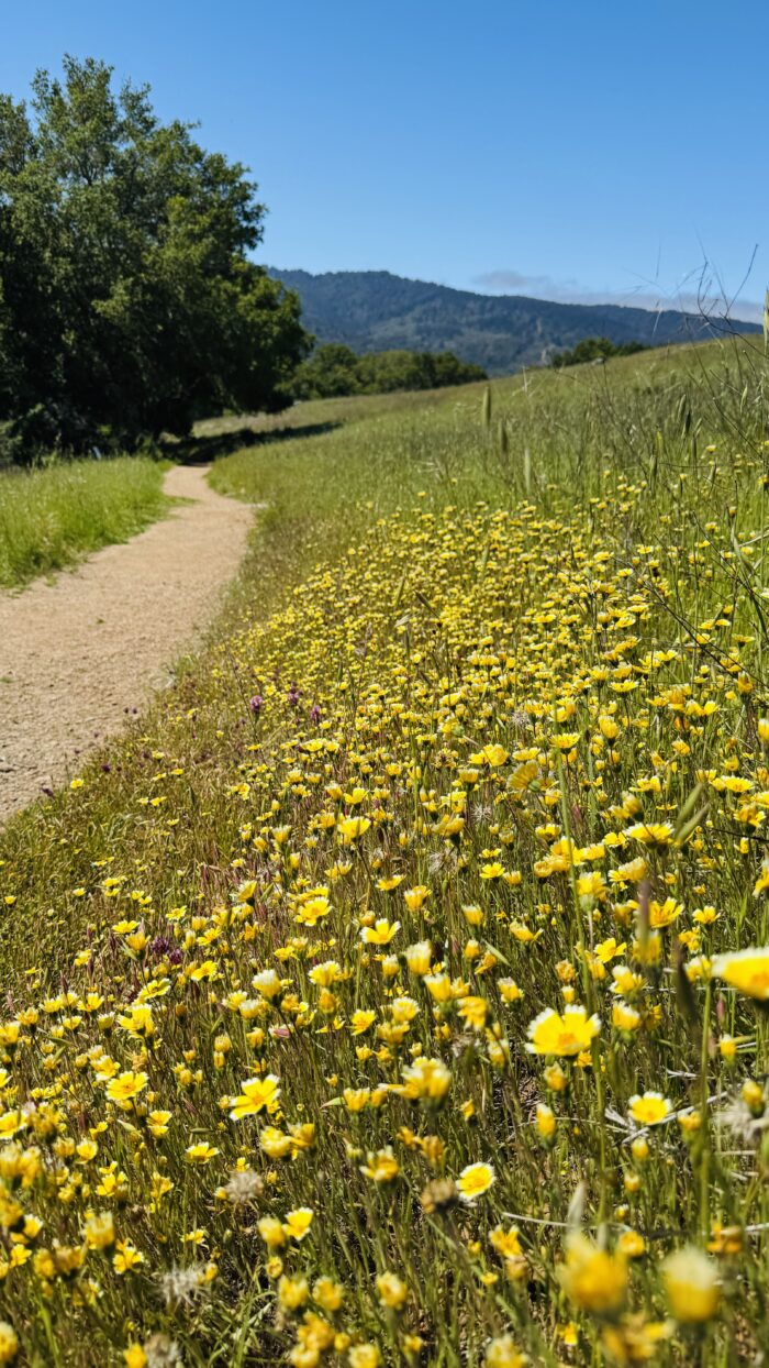 PRE-Mother's Day Celebration - Hike, Yoga, Lunch | Edgewood Park, Redwood City, CA | Saturday, May 10th - Image 5