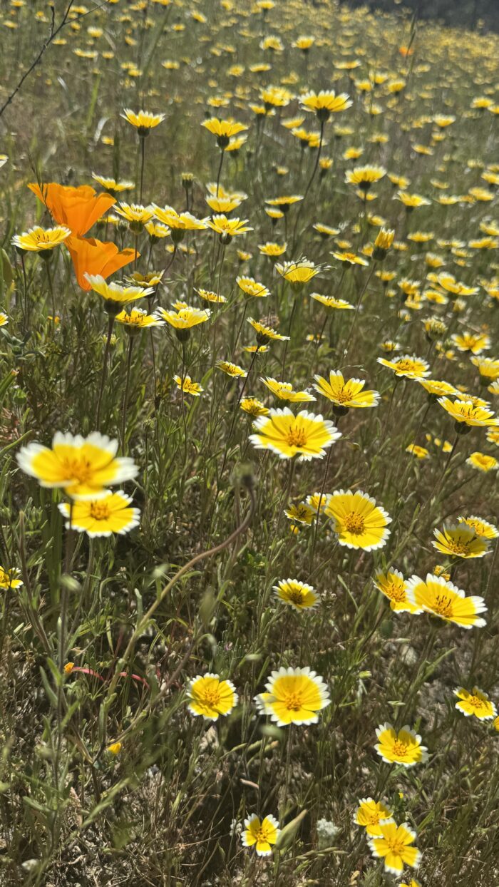 PRE-Mother's Day Celebration - Hike, Yoga, Lunch | Edgewood Park, Redwood City, CA | Saturday, May 10th - Image 11