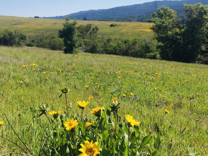 PRE-Mother's Day Celebration - Hike, Yoga, Lunch | Edgewood Park, Redwood City, CA | Saturday, May 10th - Image 2